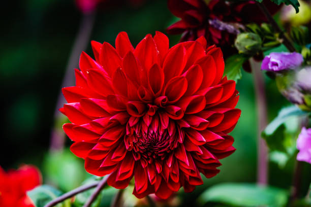 Deep red dahlia flower, close-up