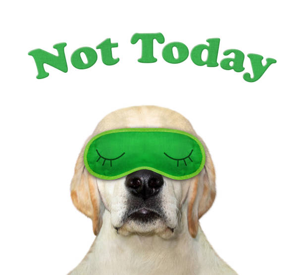 istock Dog put on green sleep mask 1274005632