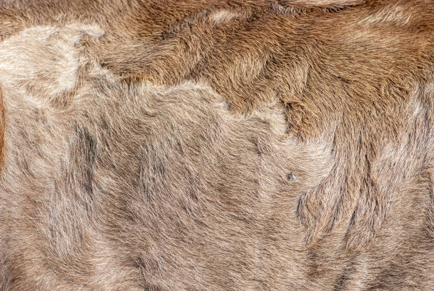 istock Brown shiny furry alpine cow skin texture 1274006028
