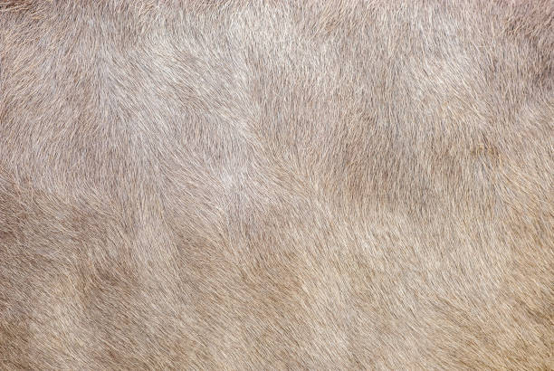 istock Brown shiny furry alpine cow skin texture 1274006039