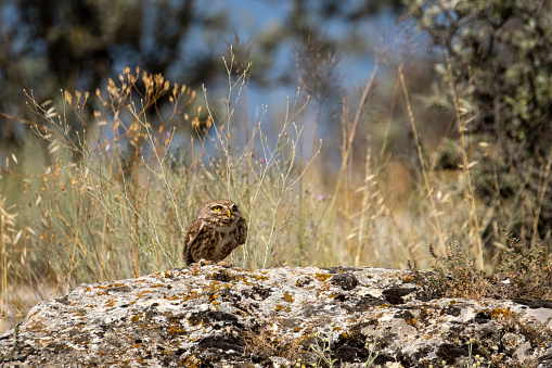 A little Owl on a rock