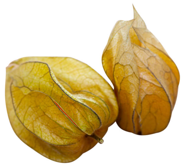 istock Ripe Peruvian physalis fruits 1274016282