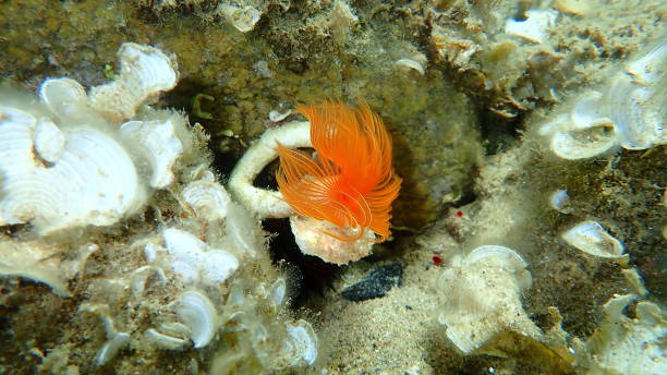 istock Polychaeta (Protula tubularia) undersea, Aegean Sea 1274016846