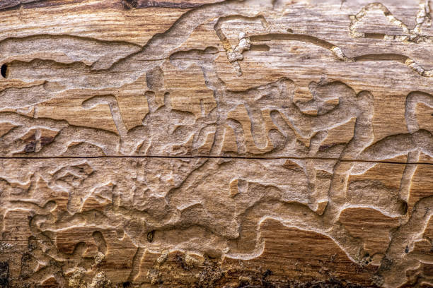 Detailed close up of a tree trunk with engravings and patterns from insects eating on the wood