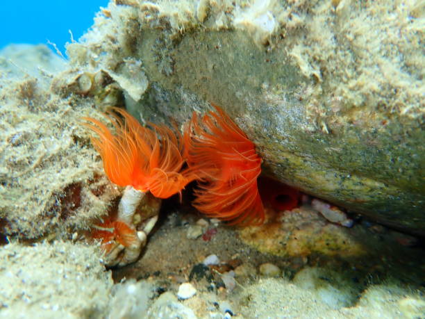 istock Polychaeta (Protula tubularia) undersea, Aegean Sea 1274016919