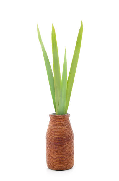 Bunch of green grass in weight isolated on a white background.