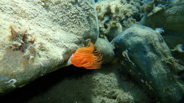 istock Polychaeta (Protula tubularia) undersea, Aegean Sea 1274018061