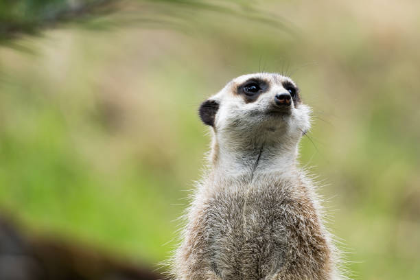 istock meerkat watching out for predators on a tree stump in a zoo 1274027588