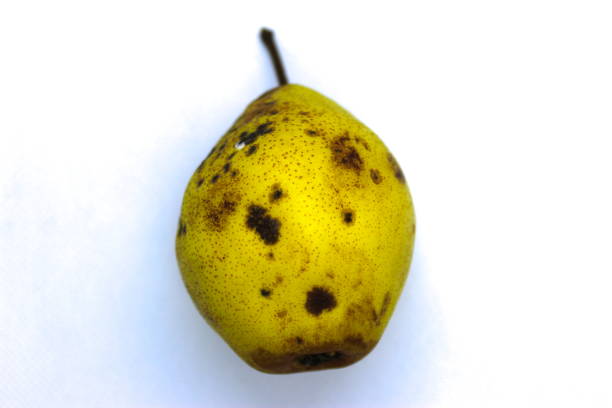 Beautiful yellow pear on white background. Yellow pear with black dots isolated on white background.