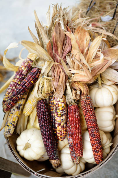 季節の農業見本市で販売の準備ができてインドのトウモロコシのカラフルな耳 - autumn corn indian corn decoration ストックフォトと画像