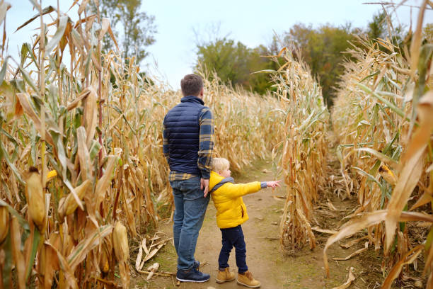 famiglia che cammina tra i gambi di mais essiccati in un labirinto di mais. il bambino e suo padre si divertono alla fiera della zucca in autunno. - market farmers market agricultural fair child foto e immagini stock