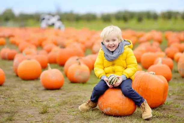 Photo of Little boy on a pumpkin farm at autumn. Preschooler child a sitting on huge pumpkin