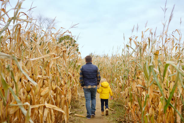 famiglia che cammina tra i gambi di mais essiccati in un labirinto di mais. il bambino e suo padre si divertono alla fiera della zucca in autunno. - market farmers market agricultural fair child foto e immagini stock