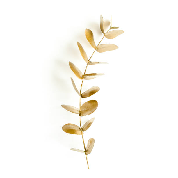 istock Golden leaves eucalyptus on white background. Minimal concept. flat lay, top view 1274084679
