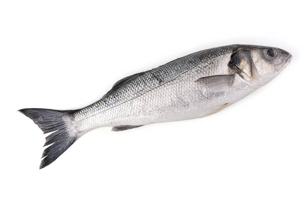 istock Sea fish, wolf or sea bass 1274085310