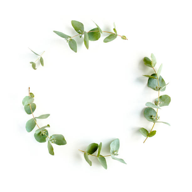 istock Wreath frame made of branches eucalyptus and leaves isolated on white background. lay flat, top view 1274085738