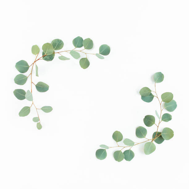 istock Wreath frame made of branches eucalyptus and leaves isolated on white background. lay flat, top view 1274086462