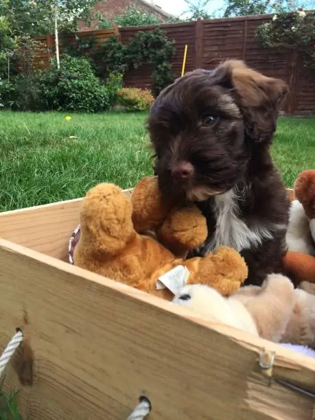 Cockapoo puppy sitting in his box full of cuddly toys.