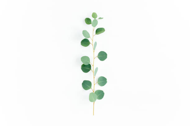 istock green branch with eucalyptus populus leaves on white background. lay flat, top view 1274090491