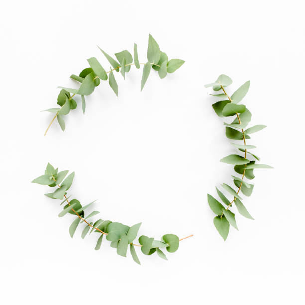 istock Wreath frame made of branches eucalyptus isolated on white background. lay flat, top view 1274091964