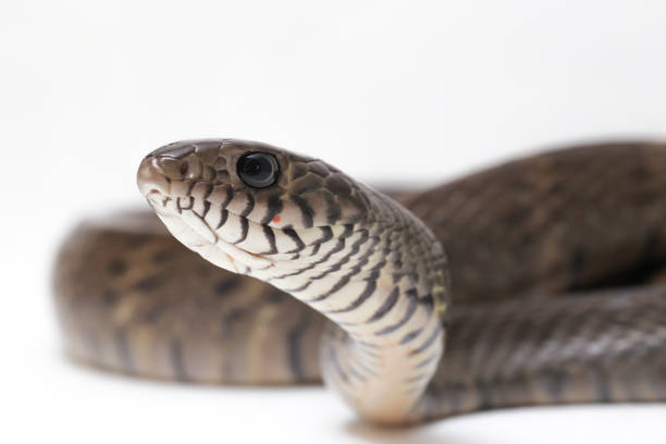 ptyas 점막, 일반적으로 동양 쥐 뱀으로 알려진, 인도 쥐 뱀, 남아시아와 동남 아시아의 부분에서 발견 하는 콜럽트 뱀의 일반적인 종. 흰색 배경에 격리. - rat snake 뉴스 사진 이미지