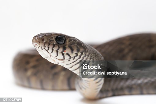 80+ Gray Rat Snake Stock Photos, Pictures & Royalty-Free Images - iStock