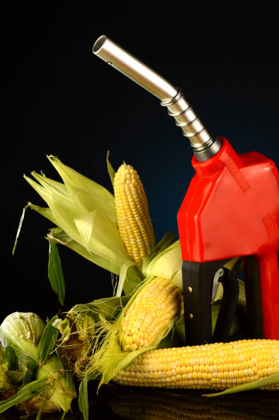 Corn Based Fuel A corn based fuel concept with a gas pump and gradient background. corn biodiesel crop corn crop stock pictures, royalty-free photos & images