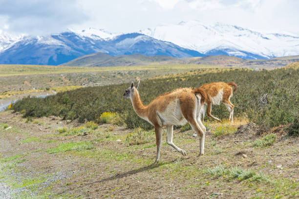 istock Curious guanaco lama on the road 1274094149
