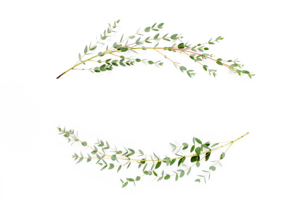 istock Wreath frame made of branches eucalyptus and leaves isolated on white background. lay flat, top view 1274094152