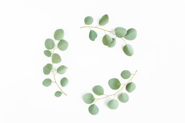 istock Round wreath frame made of branches eucalyptus isolated on white background. lay flat, top view 1274097576