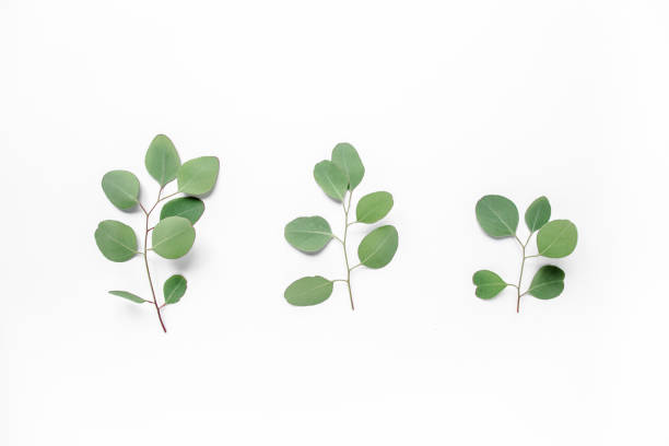 istock Green branch, leaves eucalyptus isolated on white background. Flat lay, top view minimal concept 1274099170
