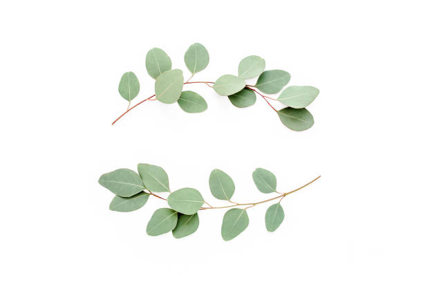 istock Wreath frame made of branches eucalyptus isolated on white background. lay flat, top view 1274099956