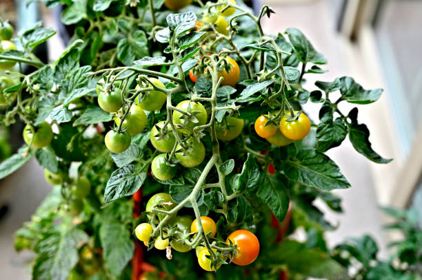 Cherry Tomatoes A beautiful top view of growing cherry tomatoes in a plastic cage in different growth stages and color ranges in shades of green to yellow and red growing in clusters surrounded by green leaf foliage tomato cages stock pictures, royalty-free photos & images