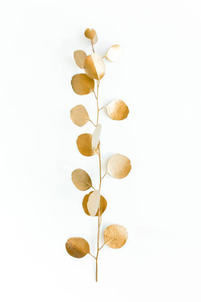 istock Golden leaves eucalyptus on white background. Minimal concept. flat lay, top view 1274120331