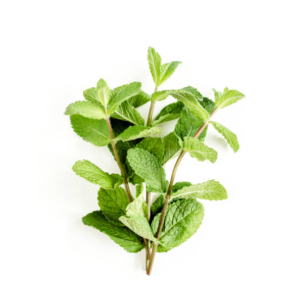istock Green branch and leaf Mint isolated on white background. Set of peppermint. Mint Pattern. Flat lay. Top view 1274121279