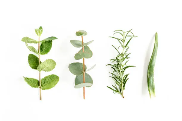 Photo of Mix of herbs, green branches, leaves mint, eucalyptus, rosemary and plants collection on white background. Set of medicinal herbs. Flat lay. Top view