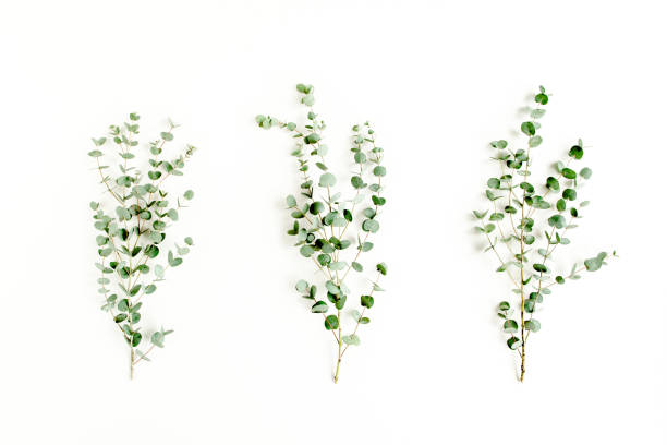 istock green leaves eucalyptus on white background. flat lay, top view 1274127554