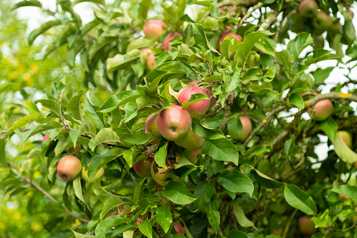 red-green gala apples surrounded by juicy green leaves in late autumn during the day