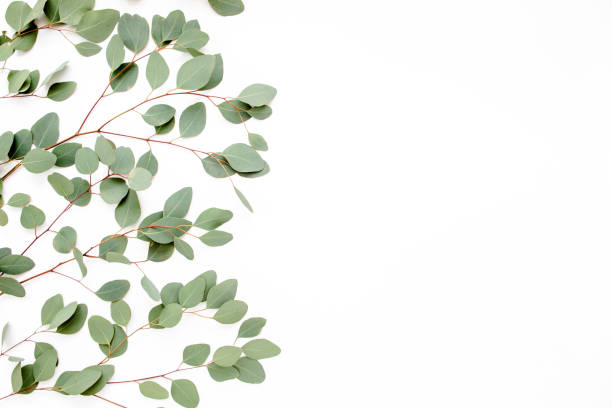 istock Pattern with green leaves eucalyptus populus isolated on white background. Flat lay, top view 1274143696