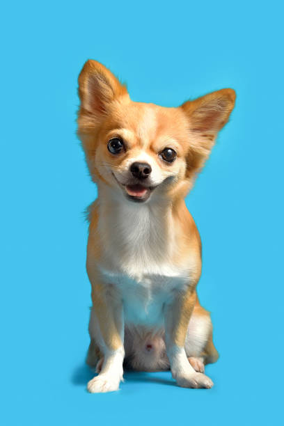 istock Brown chihuahua dog Sit on the floor Blue background. 1274143830