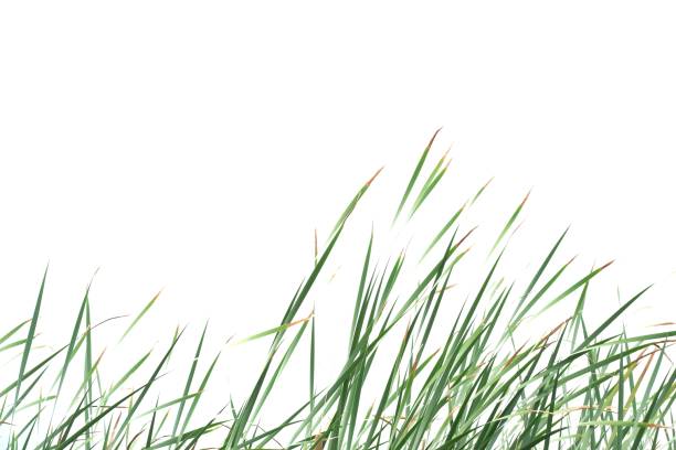 istock Wild grass leaves with wind blowing on white isolated background for green foliage backdrop 1274149481