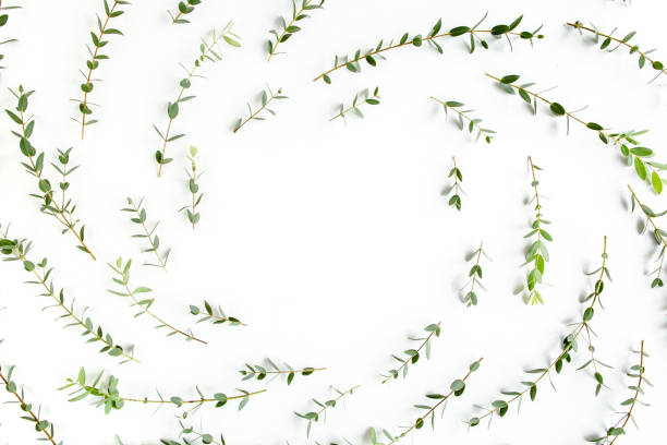 istock Round frame workspace with green branches and leaves eucalyptus populus isolated on white background. lay flat, top view 1274152926