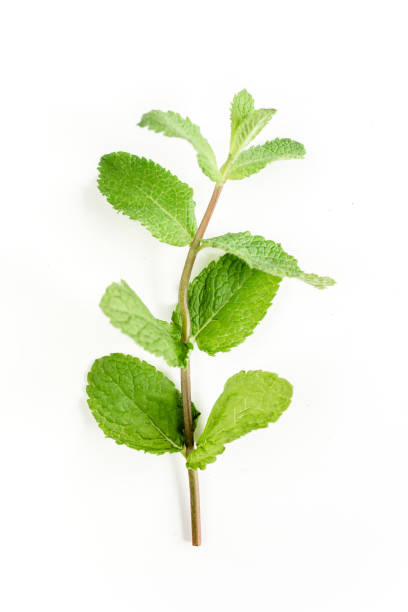 istock Green branch and leaf Mint isolated on white background. Set of peppermint. Mint Pattern. Flat lay. Top view 1274154390