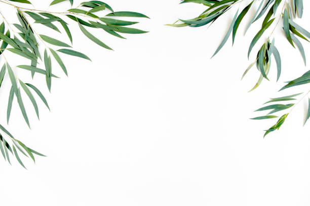 istock frame of green branches, eucalyptus leaves on a white background. flat layout, top view 1274161591