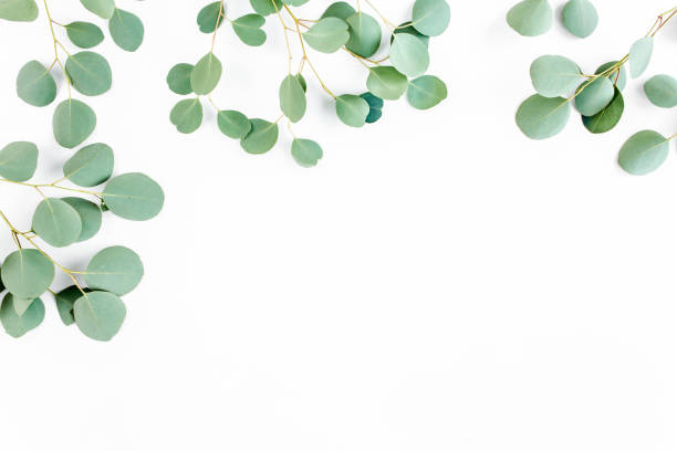 istock frame of green branches, eucalyptus leaves on a white background. flat layout, top view 1274162967