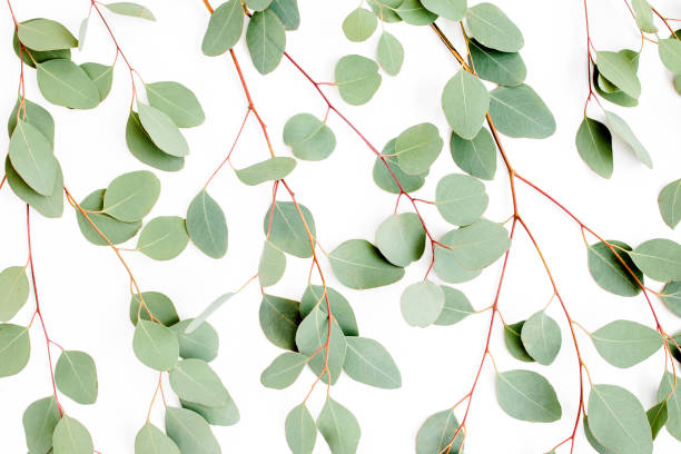 istock Pattern with green leaves eucalyptus populus isolated on white background. Flat lay, top view 1274163138