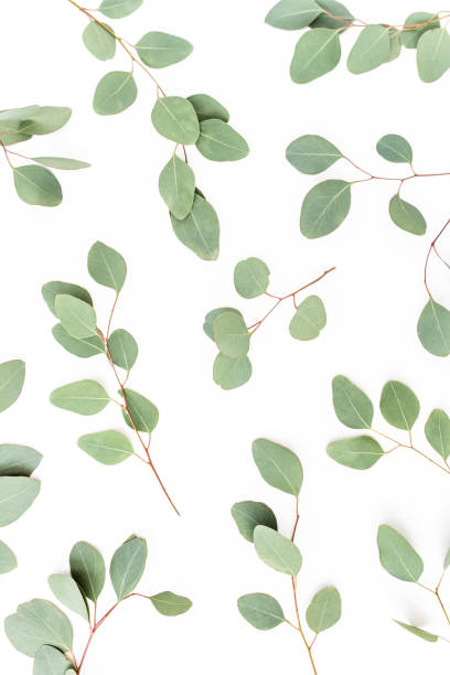 Pattern with green leaves eucalyptus populus isolated on white background. Flat lay, top view