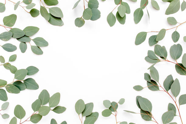istock Pattern with green leaves eucalyptus populus isolated on white background. Flat lay, top view 1274173025