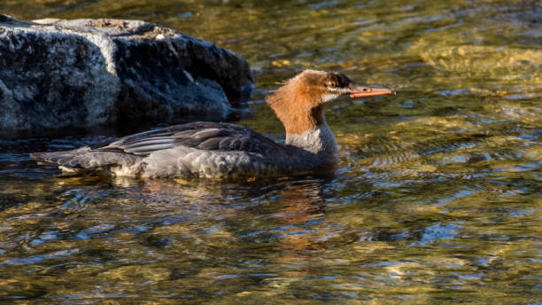istock Mergansers on the lake 1274173209