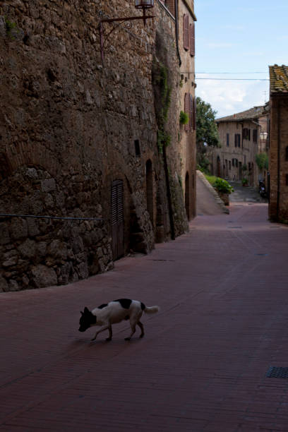 istock Solitary dog in medieval alley 1274182784